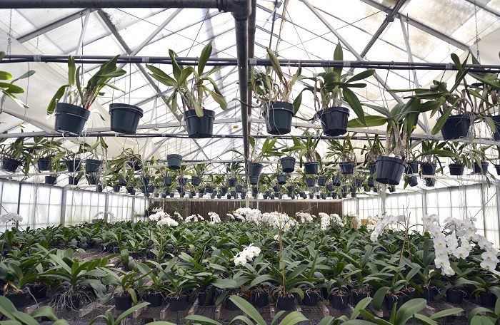 orchids-in-greenhouse