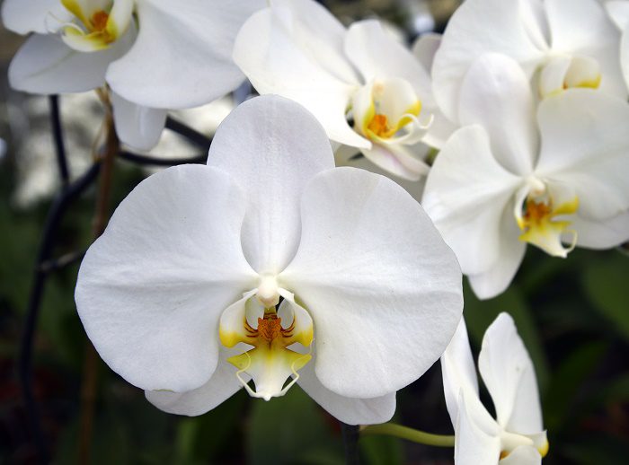 white-orchid-close-up