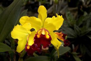 yellow-orchid-_billy-weeks